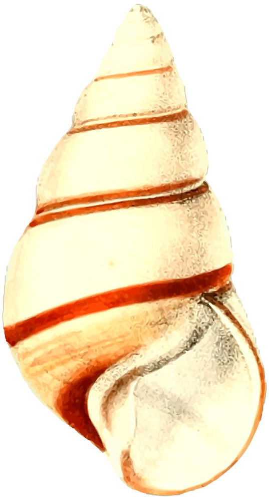 OnlineLabels Clip Art - Sea shell 28